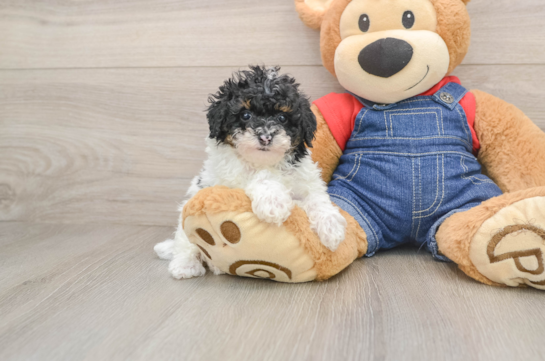GIL, a Poodle littermate