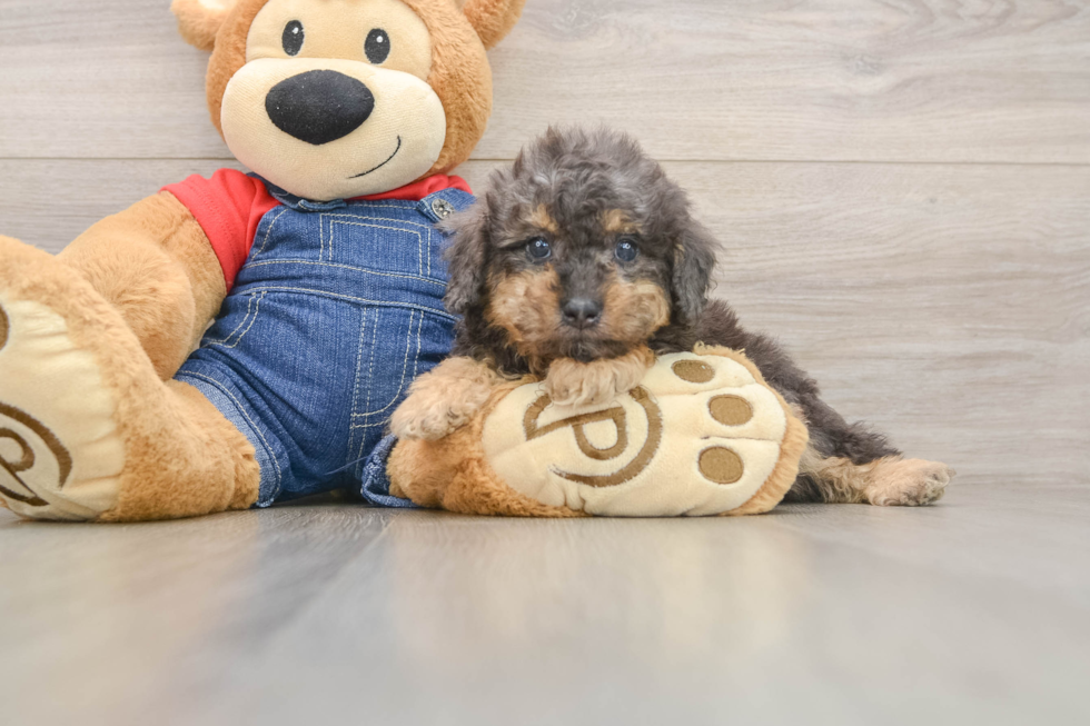 Little Poodle Purebred Pup