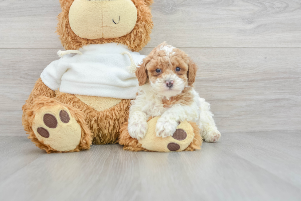 Small Poodle Baby