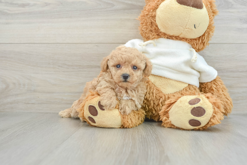Small Poodle Purebred Pup