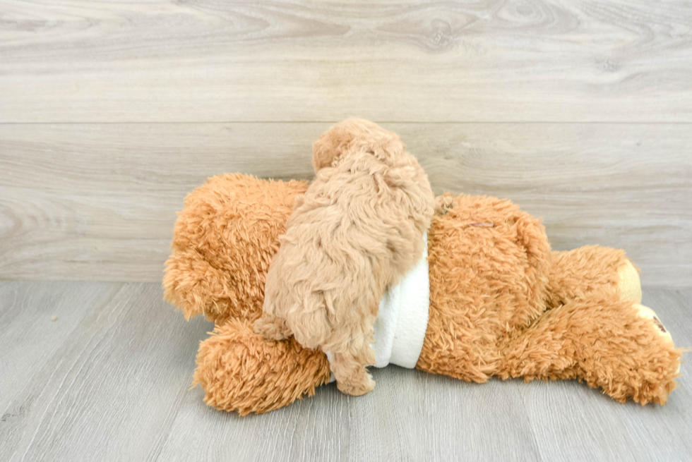 Sweet Pudel Purebred Puppy