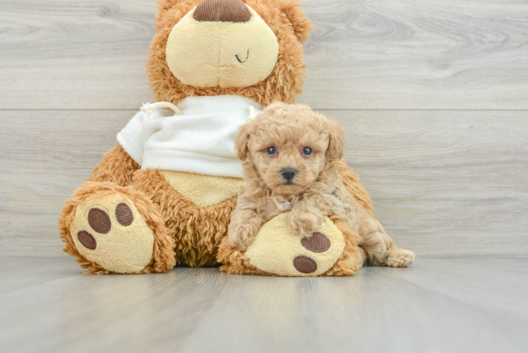 Best Poodle Baby