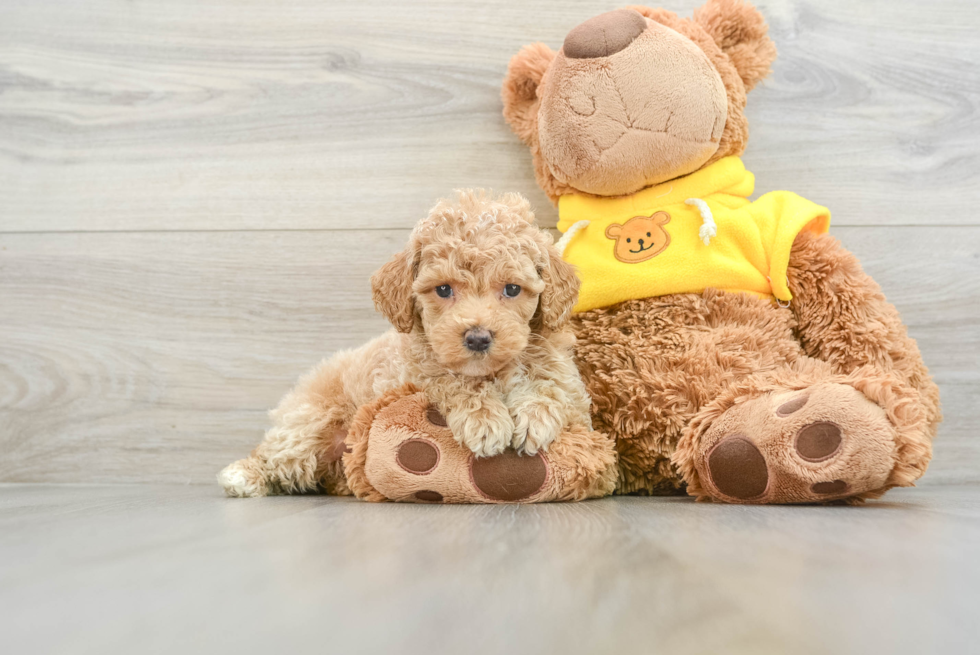 Small Poodle Purebred Pup