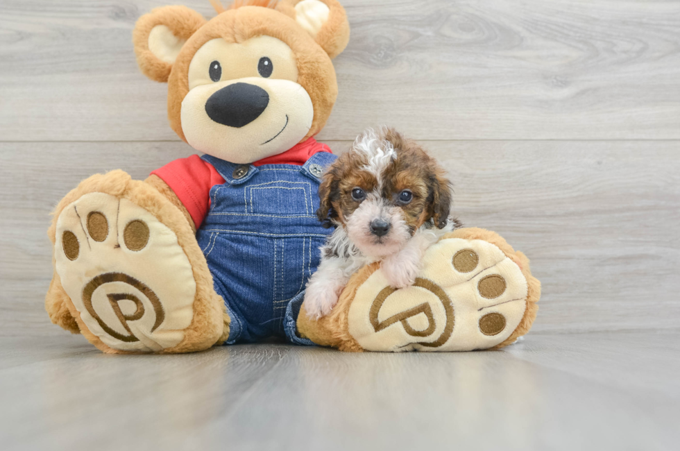 5 week old Poodle Puppy For Sale - Lone Star Pups