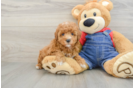 Poodle Puppy for Adoption