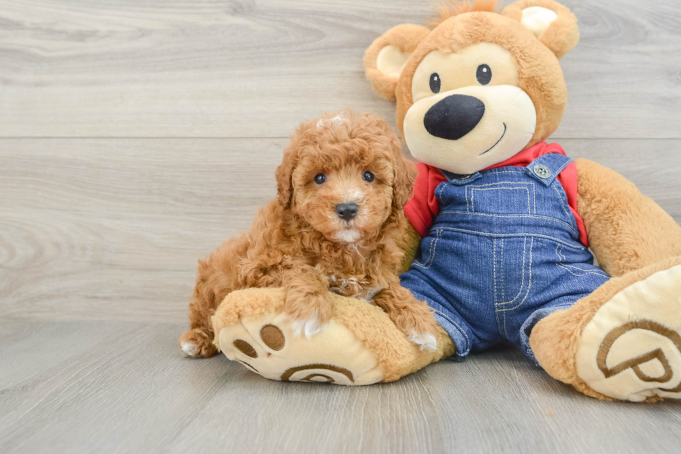 Poodle Puppy for Adoption