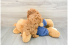 Best Poodle Baby