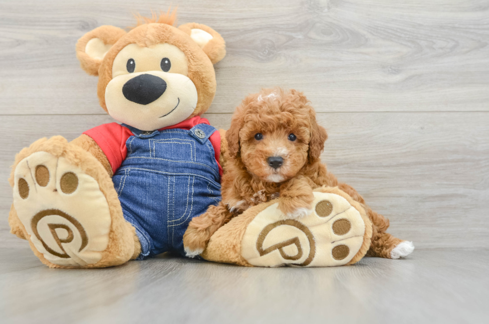 6 week old Poodle Puppy For Sale - Lone Star Pups