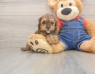 7 week old Poodle Puppy For Sale - Lone Star Pups