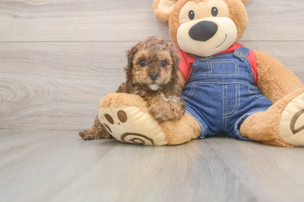 5 week old Poodle Puppy For Sale - Lone Star Pups