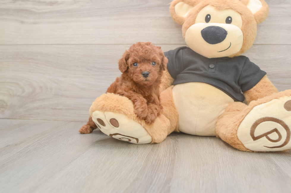 5 week old Poodle Puppy For Sale - Lone Star Pups