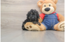 Adorable Toy Poodle Purebred Puppy