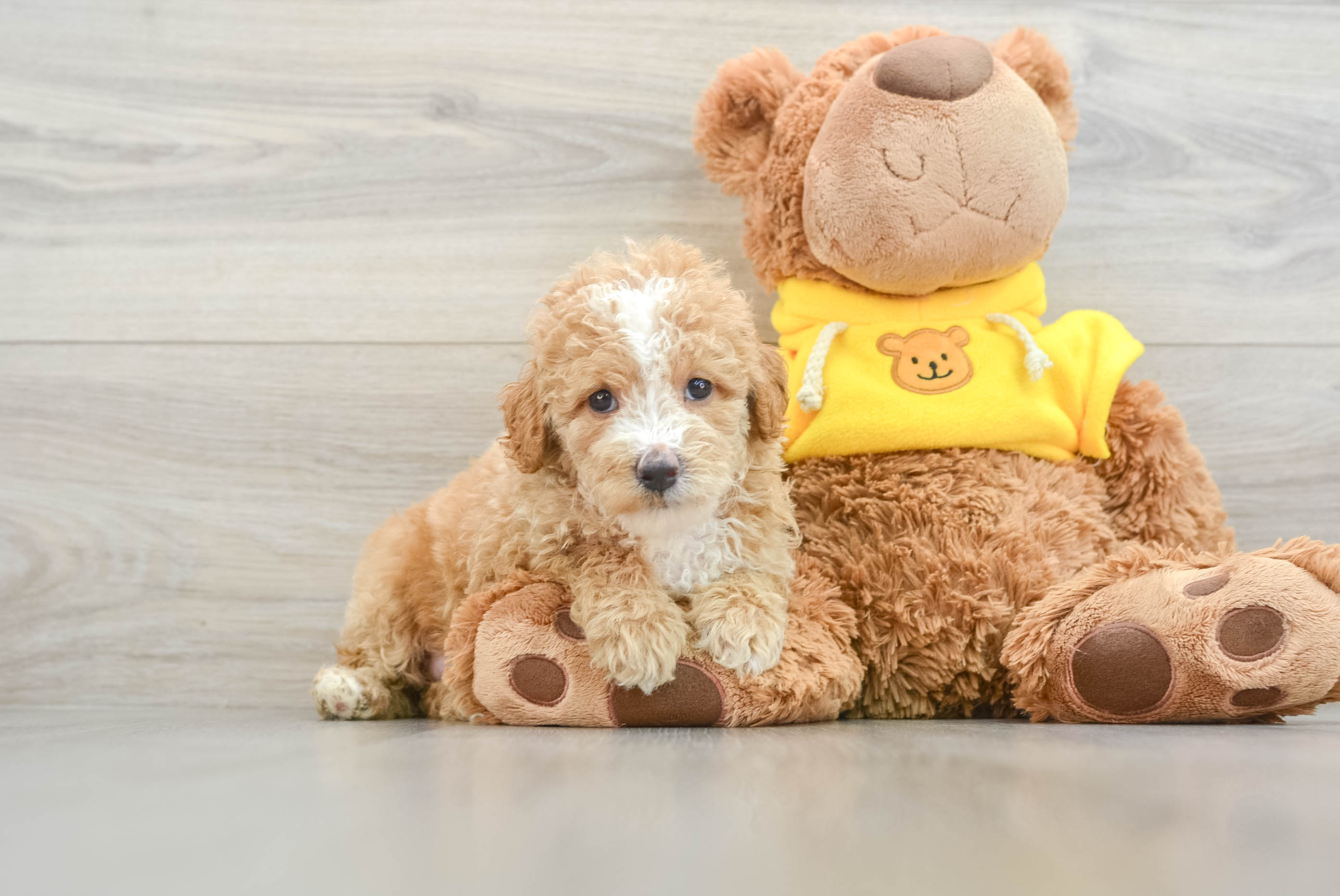 mini poodle baby