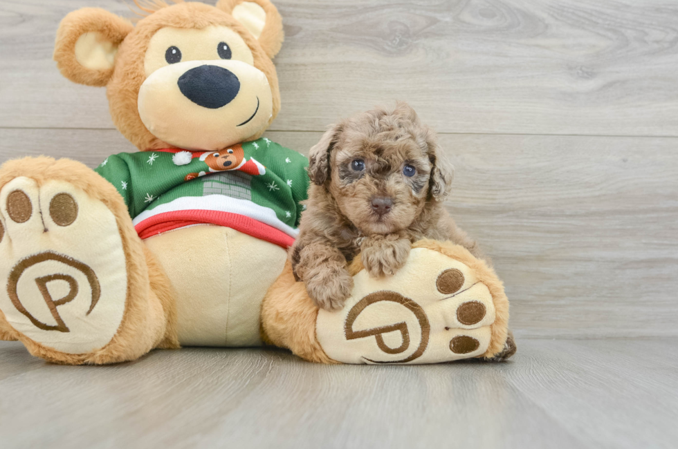 6 week old Poodle Puppy For Sale - Lone Star Pups