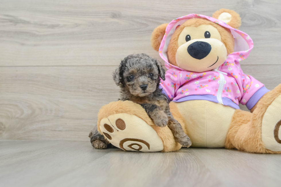 6 week old Poodle Puppy For Sale - Lone Star Pups