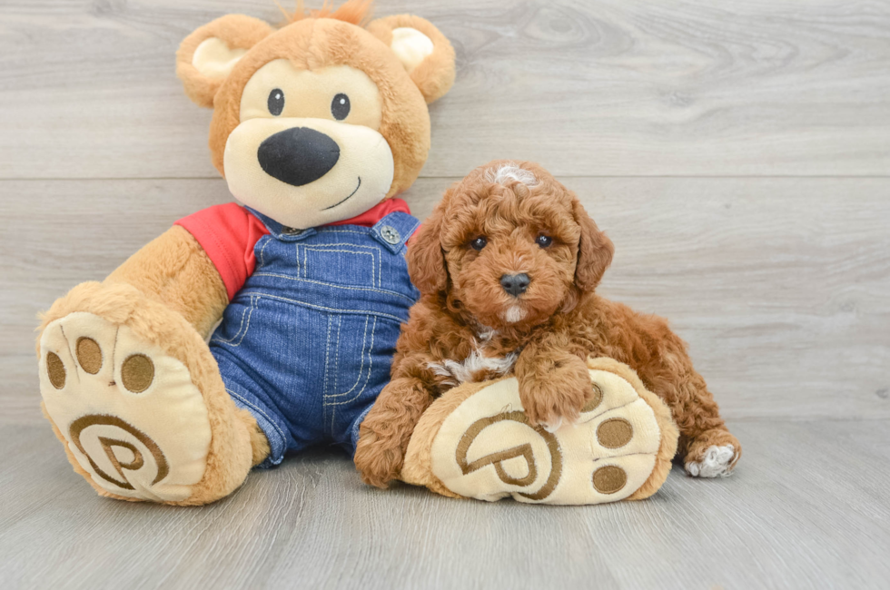 6 week old Poodle Puppy For Sale - Lone Star Pups