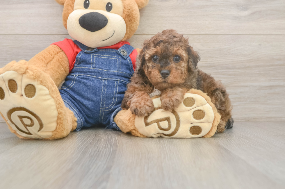 5 week old Poodle Puppy For Sale - Lone Star Pups