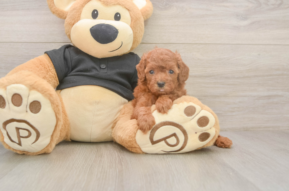5 week old Poodle Puppy For Sale - Lone Star Pups