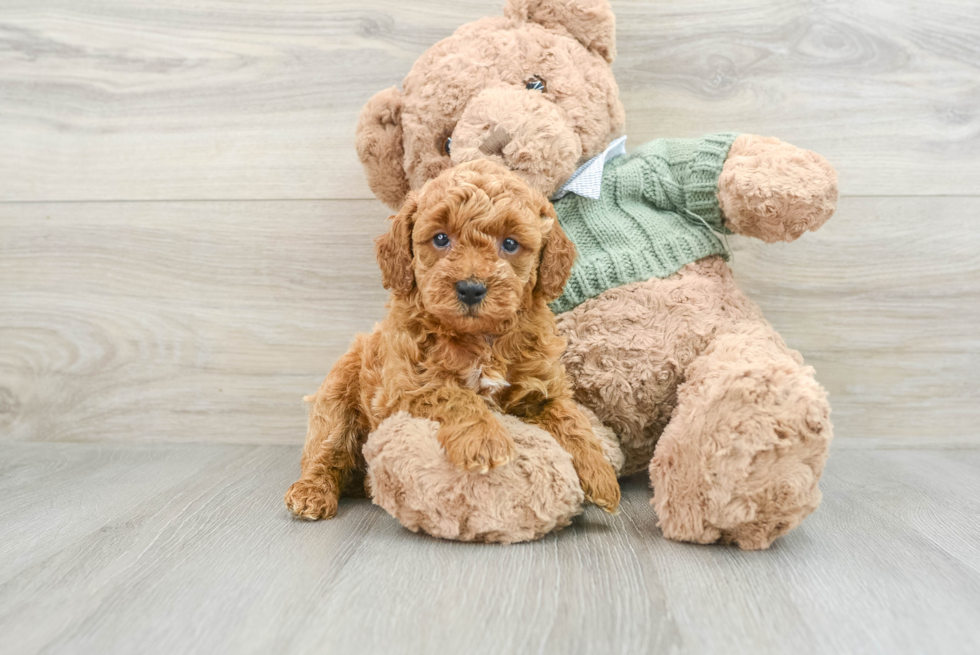 Little Poodle Purebred Pup