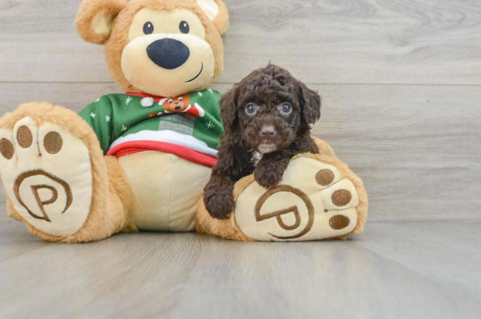 6 week old Poodle Puppy For Sale - Lone Star Pups