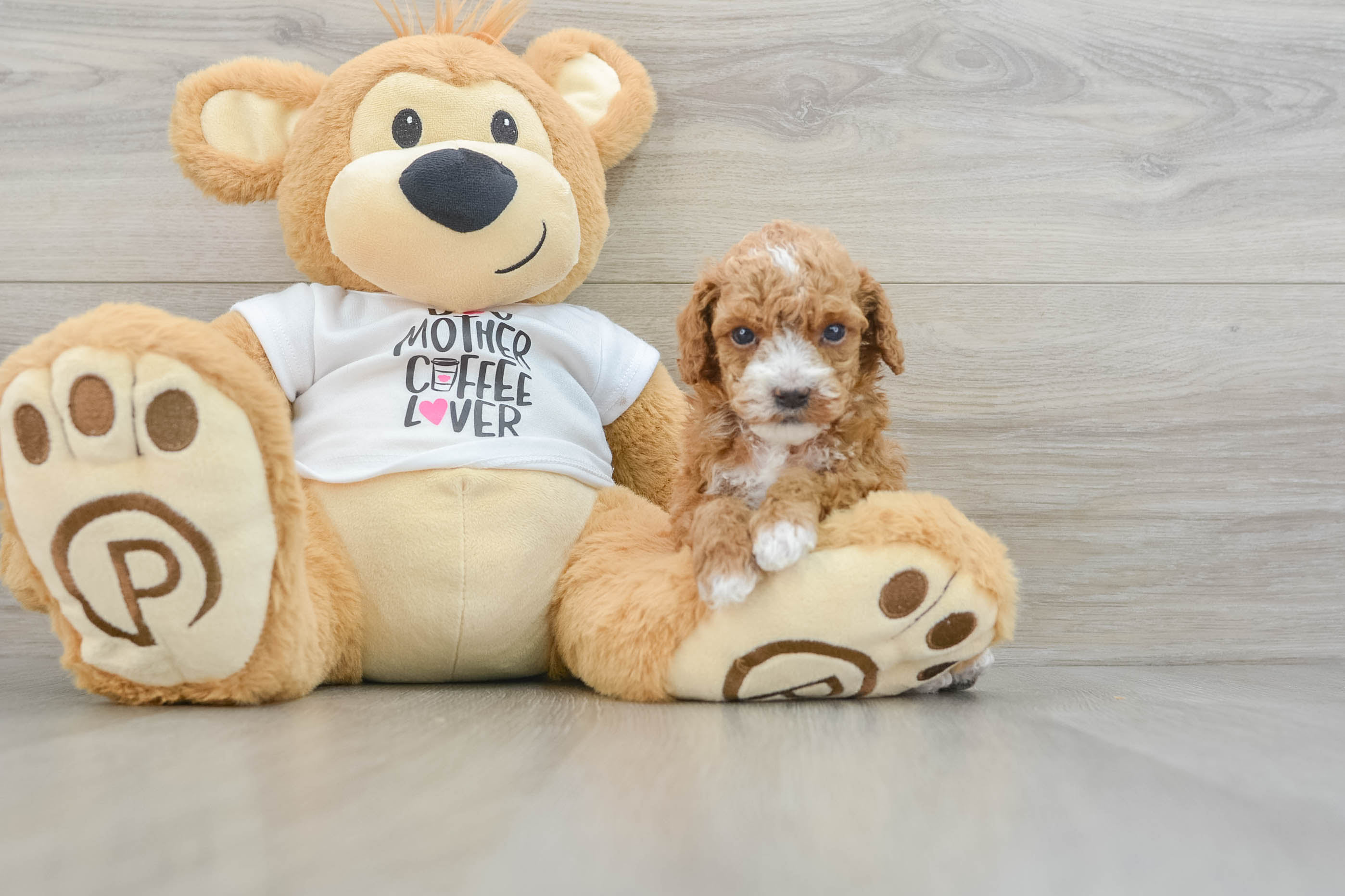 Poodle Puppy for Adoption