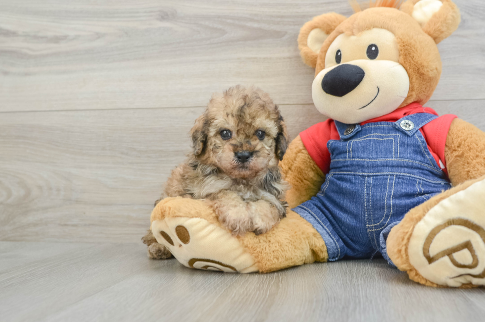 5 week old Poodle Puppy For Sale - Lone Star Pups