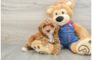 Poodle Puppy for Adoption