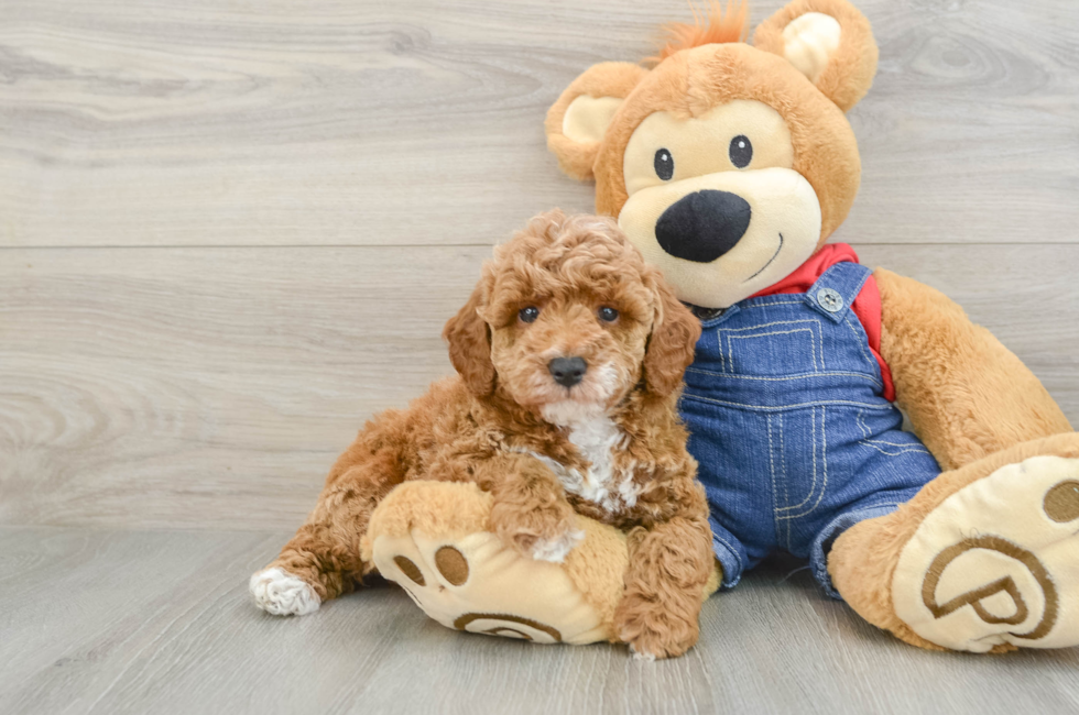6 week old Poodle Puppy For Sale - Lone Star Pups