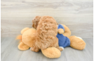 Poodle Puppy for Adoption