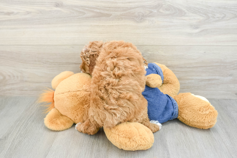 Poodle Puppy for Adoption