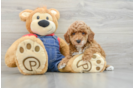Sweet Pooodle Purebred Puppy