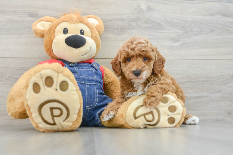 Sweet Pooodle Purebred Puppy