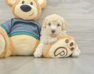 8 week old Poodle Puppy For Sale - Lone Star Pups
