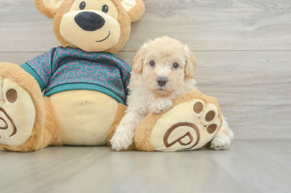 6 week old Poodle Puppy For Sale - Lone Star Pups