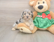8 week old Poodle Puppy For Sale - Lone Star Pups