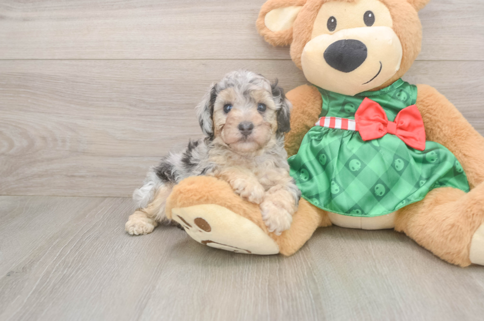 5 week old Poodle Puppy For Sale - Lone Star Pups