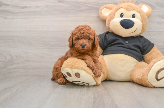 Fluffy Pudel Purebred Puppy