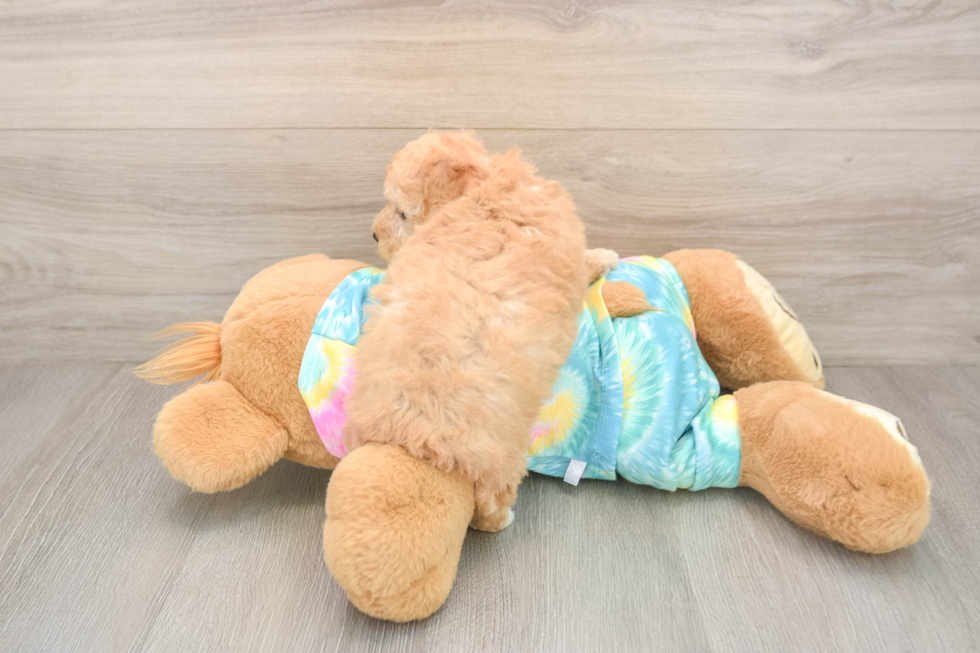 Best Poodle Baby