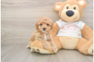 Best Poodle Baby