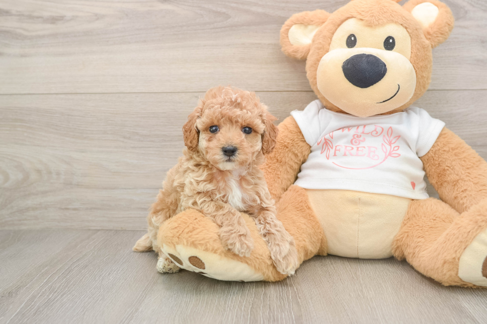 Best Poodle Baby