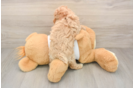 Small Poodle Purebred Pup