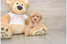 Funny Poodle Purebred Pup
