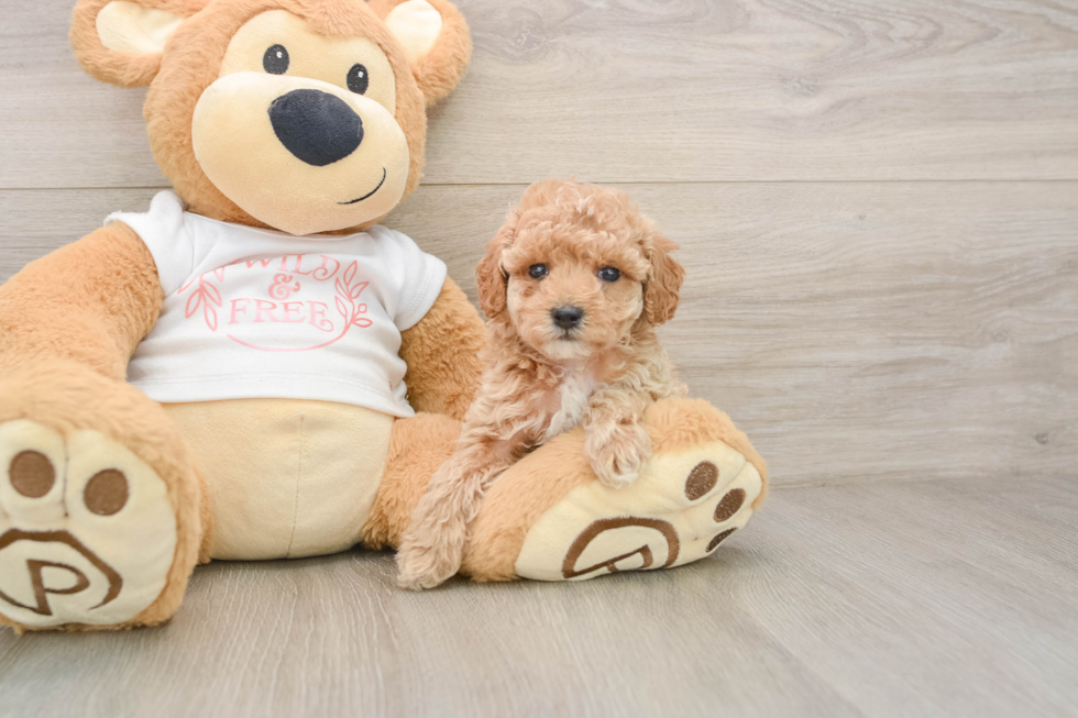 Funny Poodle Purebred Pup