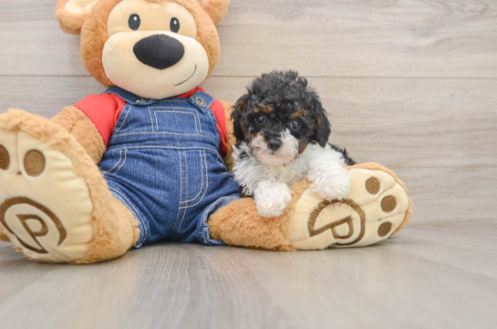 GOOGLE, a Poodle littermate