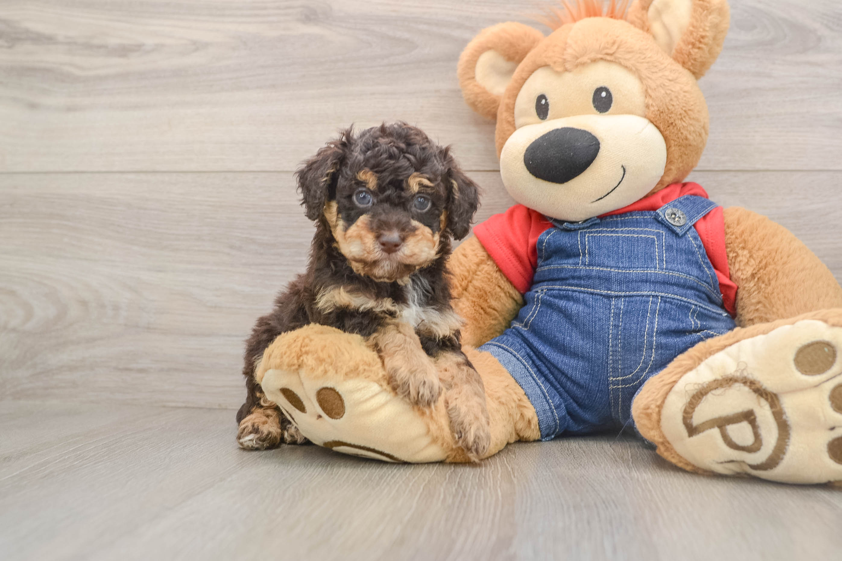 Hypoallergenic Poodle Baby