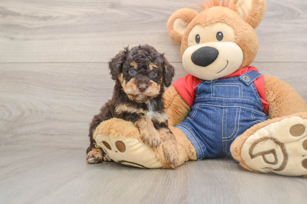 Hypoallergenic Poodle Baby