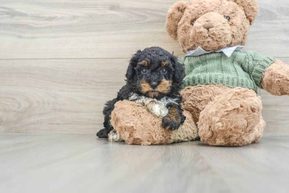 Poodle Pup Being Cute