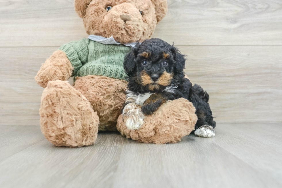 Poodle Pup Being Cute