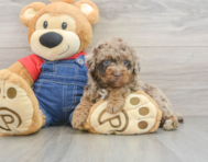 6 week old Poodle Puppy For Sale - Lone Star Pups