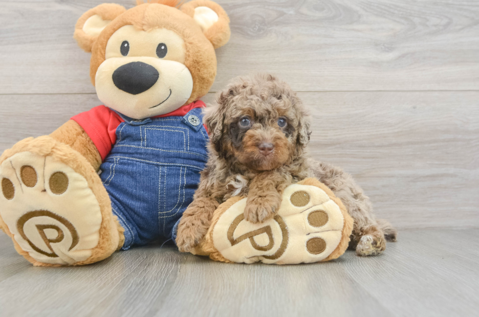 5 week old Poodle Puppy For Sale - Lone Star Pups